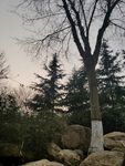 树