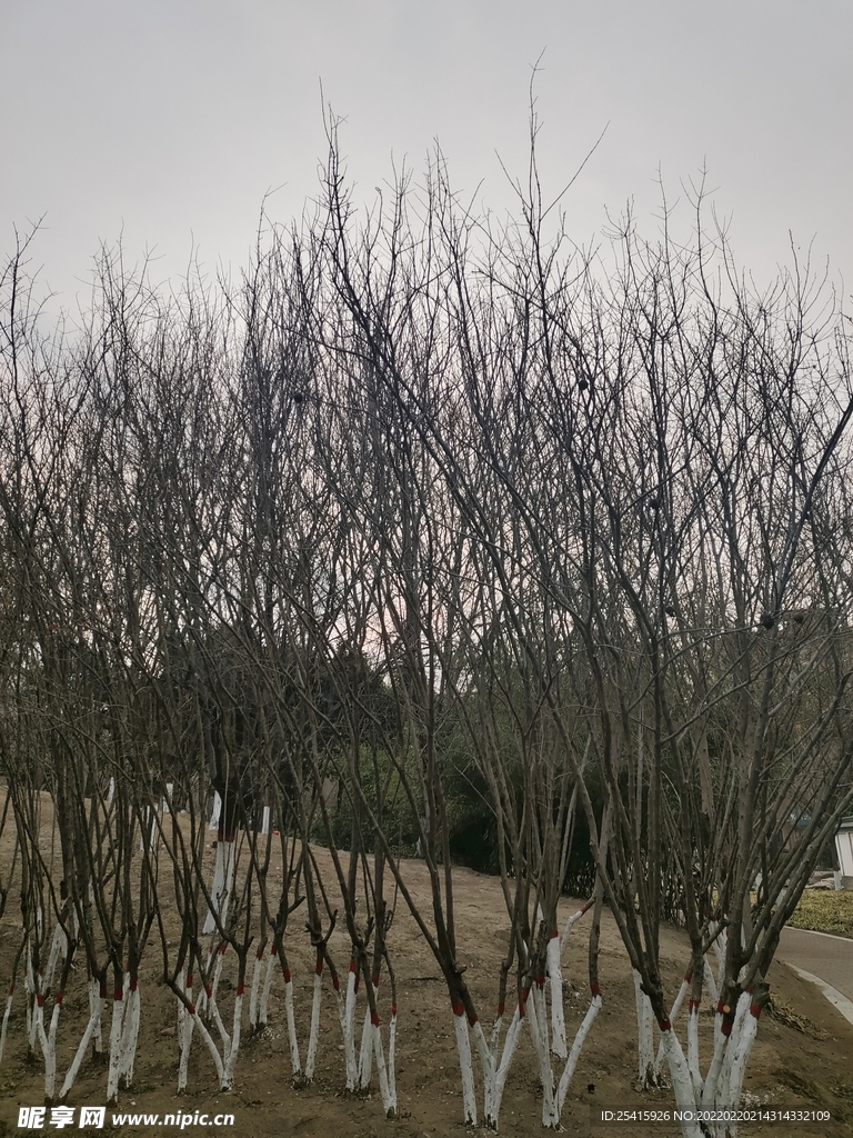 树