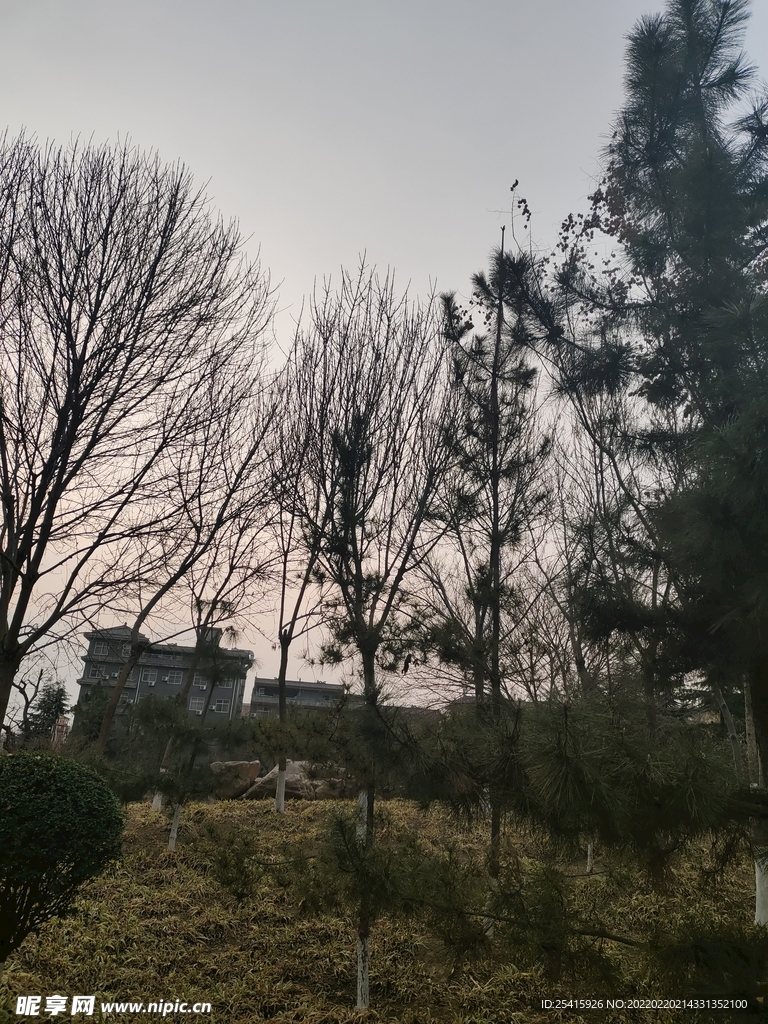 树