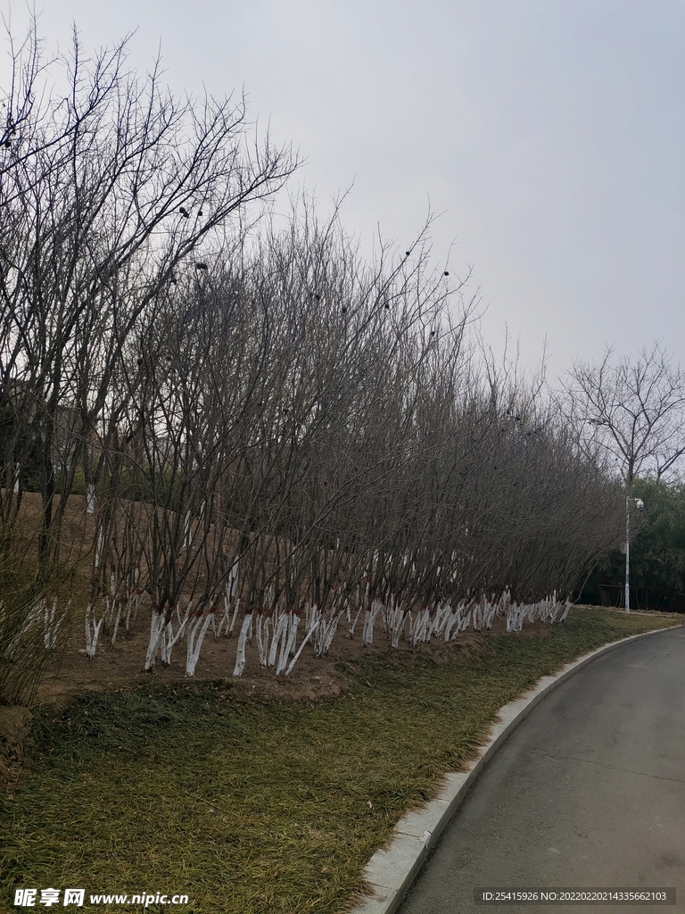 树