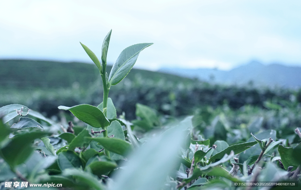 新鲜茶叶特写素材