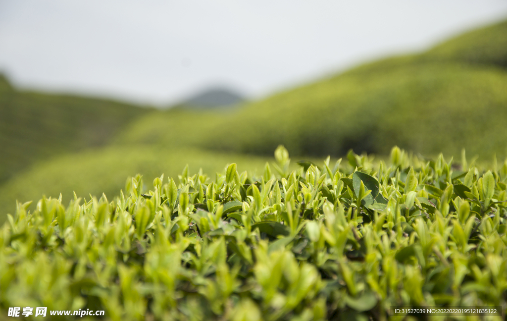 茶园风景摄影