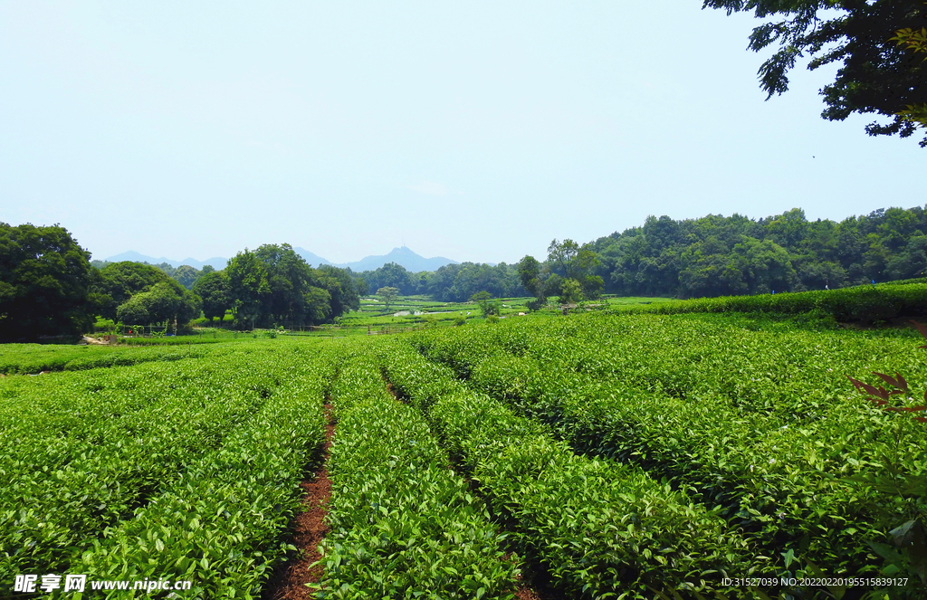 茶园摄影素材