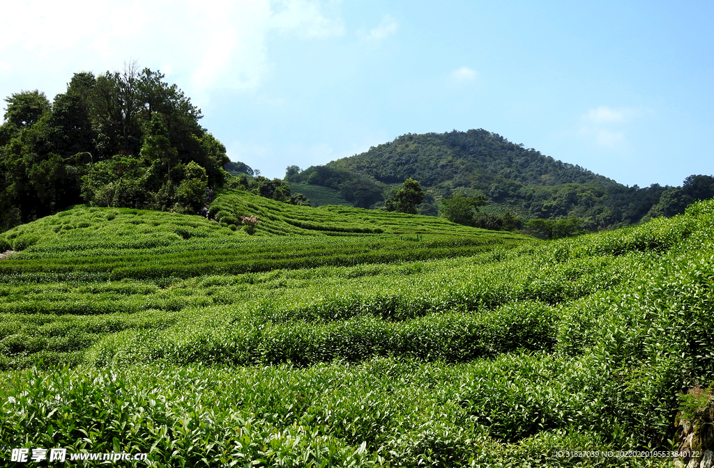 茶园高清摄影大图