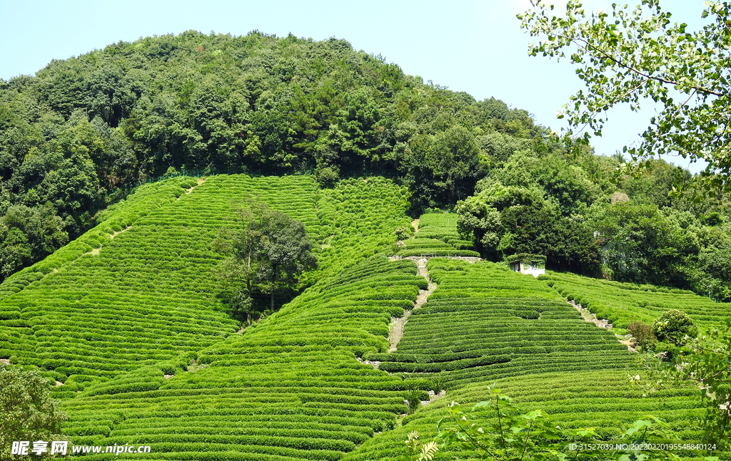 美丽的茶园摄影图