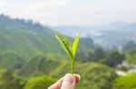 新鲜茶叶特写图