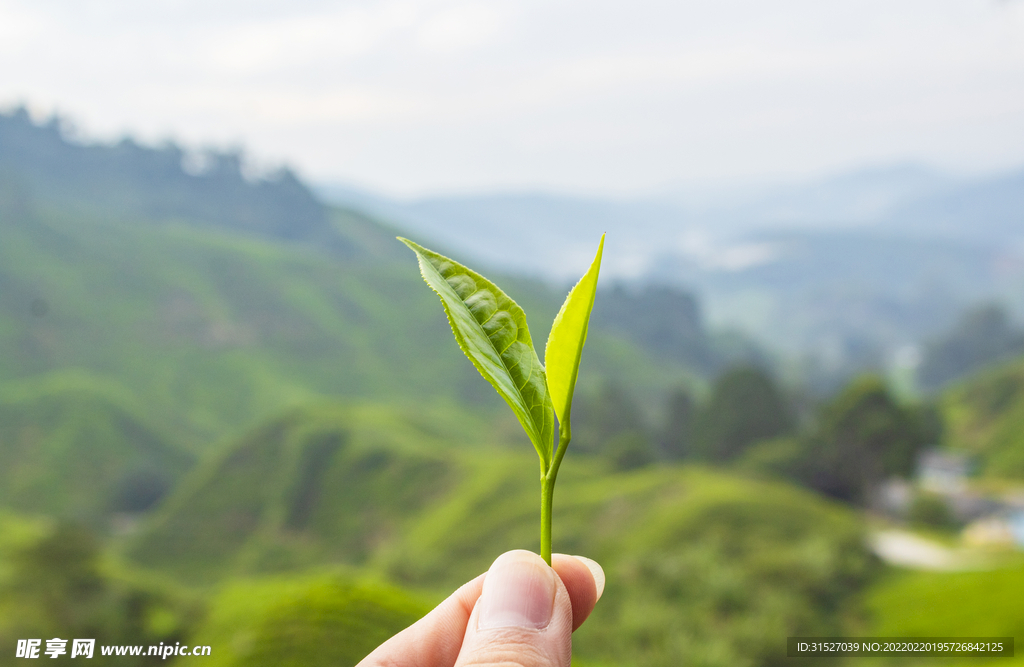 新鲜茶叶特写图