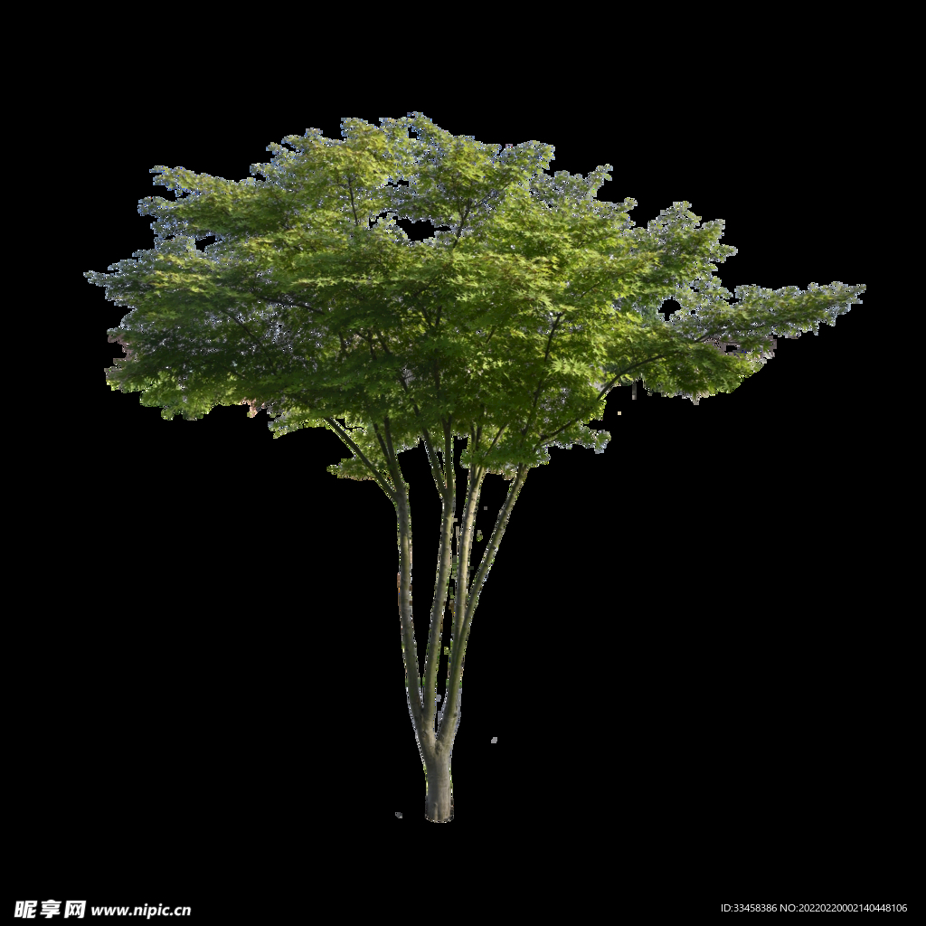 槭树植物丛林花园环境