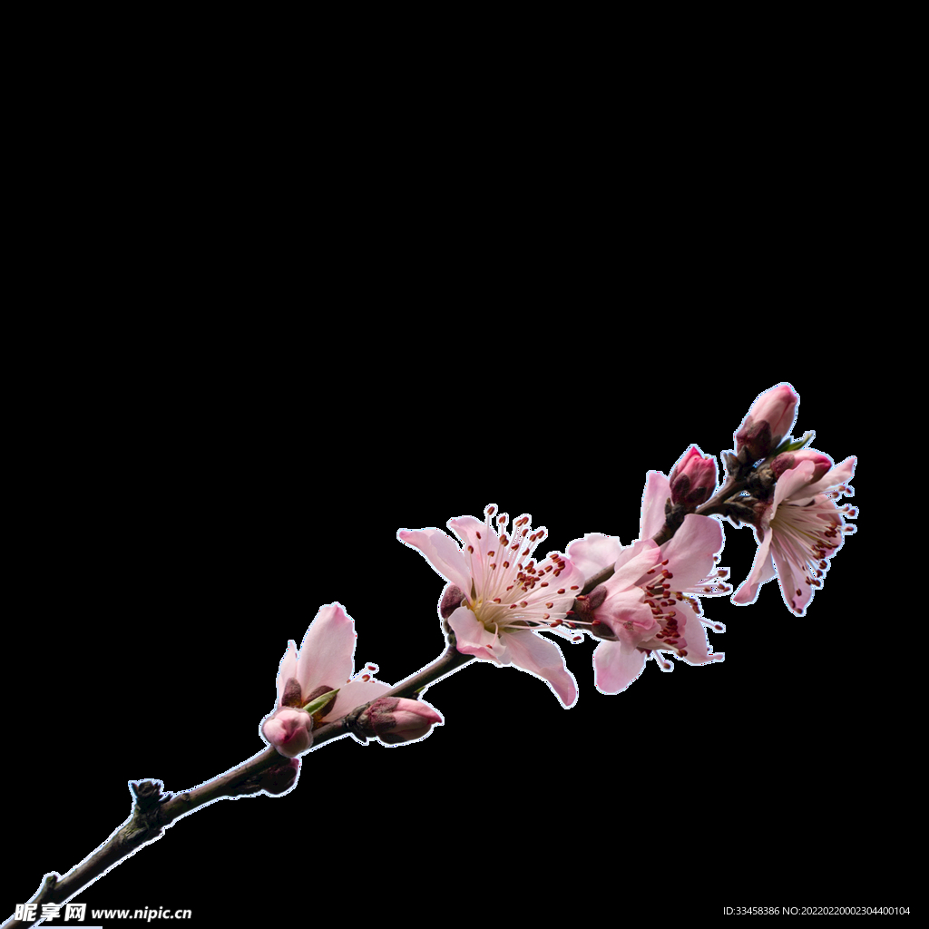 桃树花枝春天