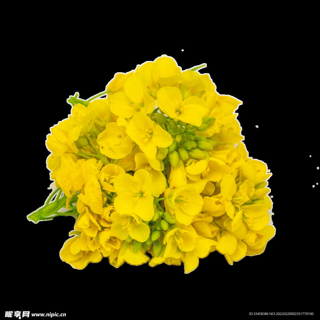 油菜花黄花