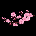春天樱花盛开矢量图