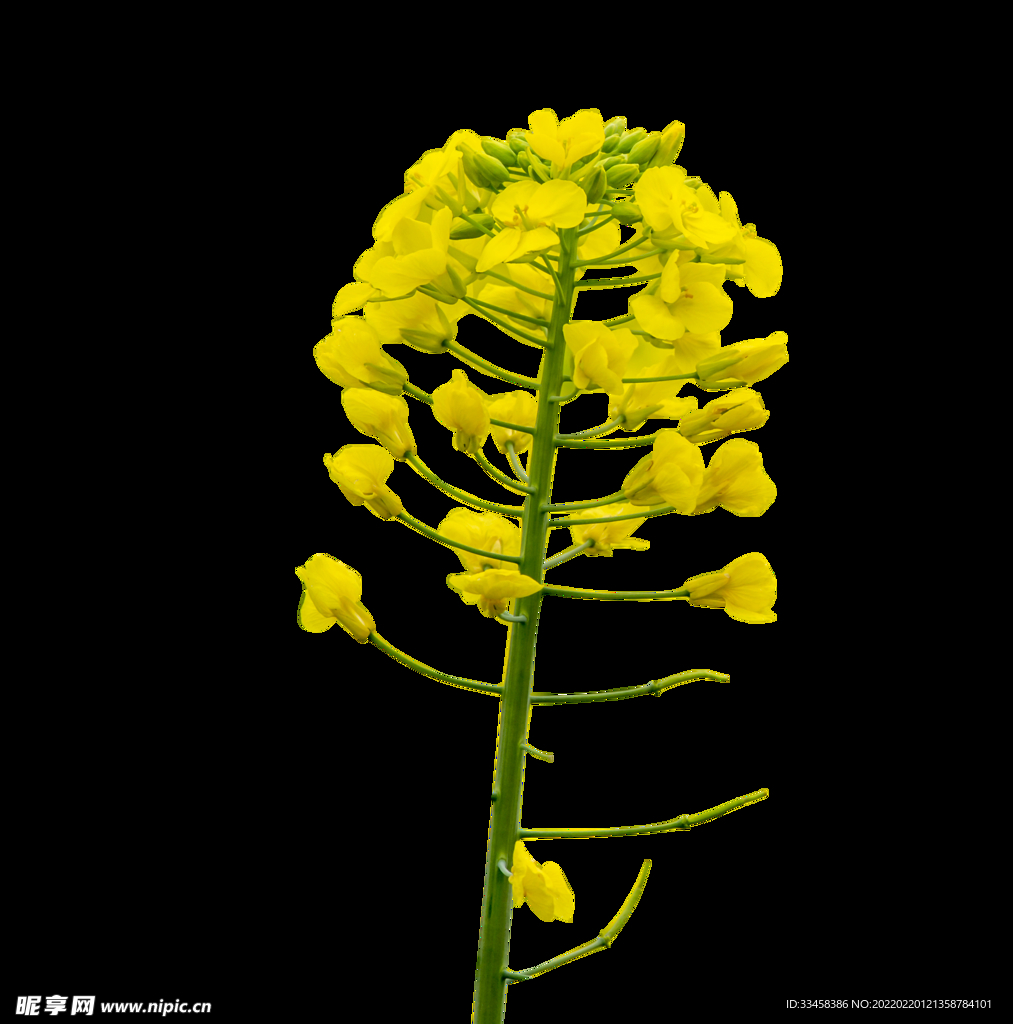 花朵枝条和油菜花