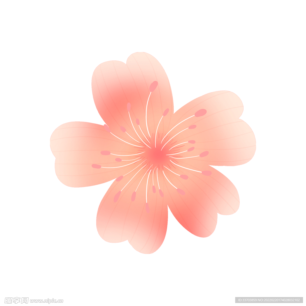 花朵开花樱花桃花菊花