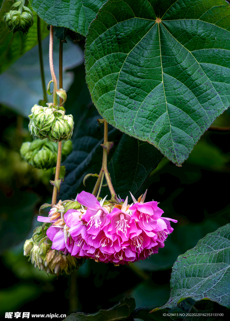 非洲芙蓉