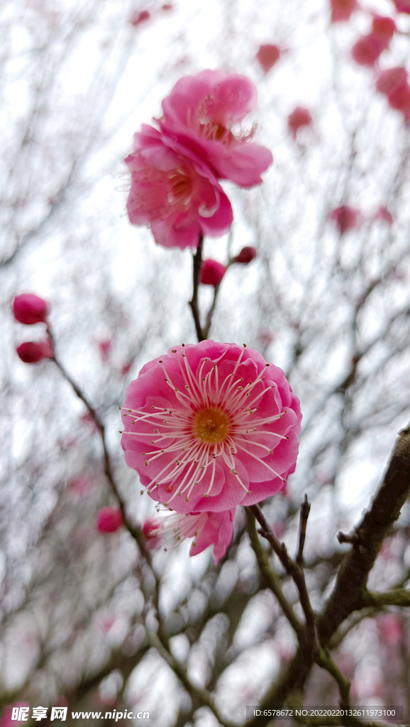 桃花