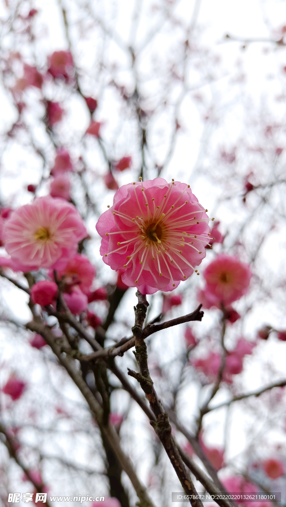 桃花