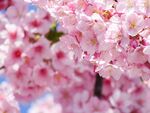 花卉