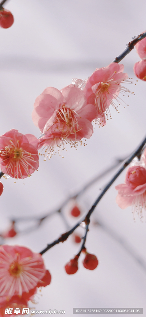 腊梅寒梅梅花 
