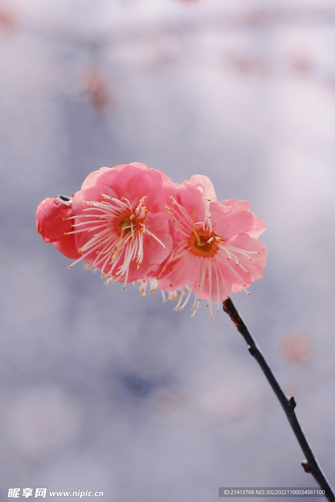 腊梅寒梅梅花 