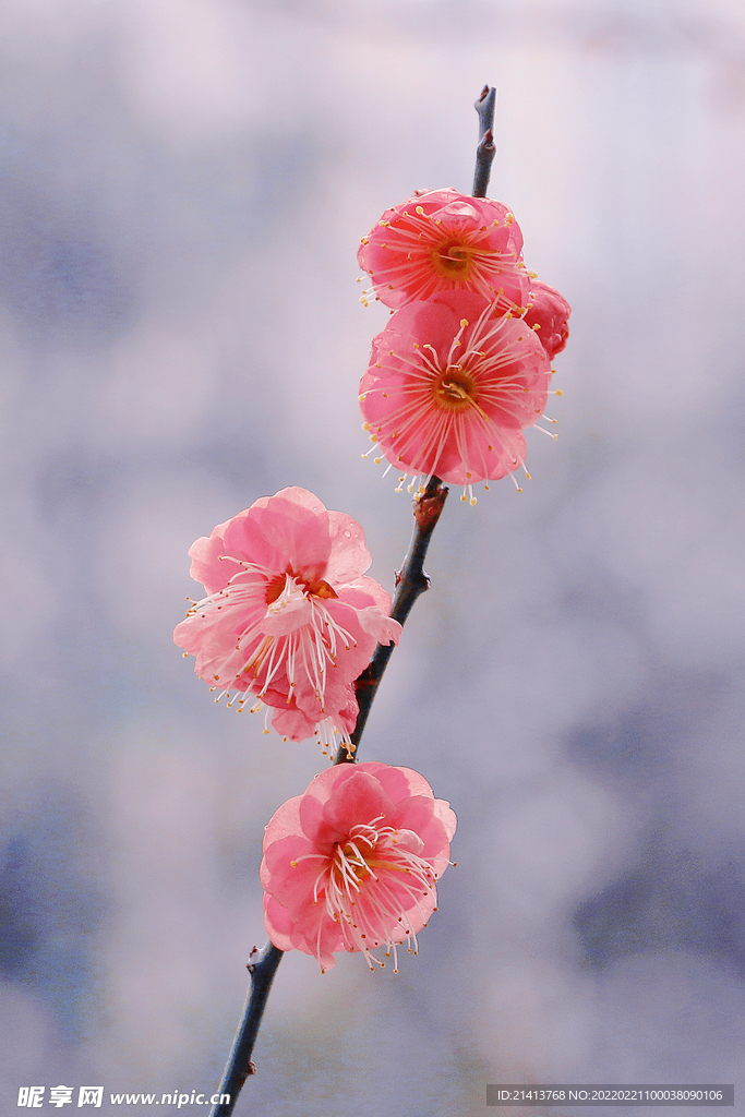 腊梅寒梅梅花 