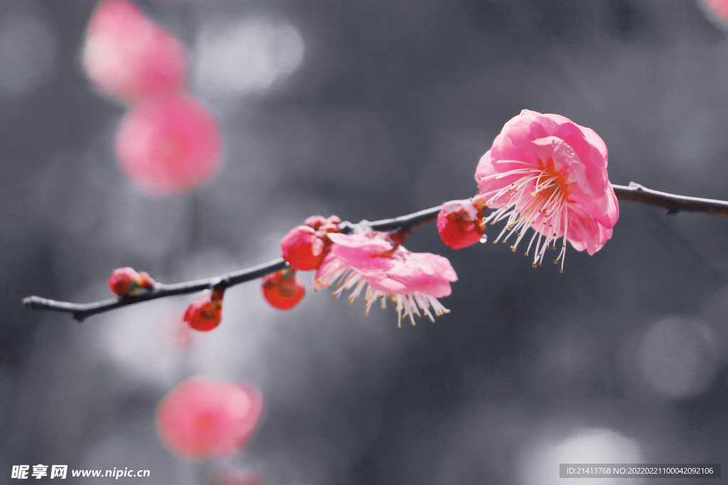腊梅寒梅梅花 