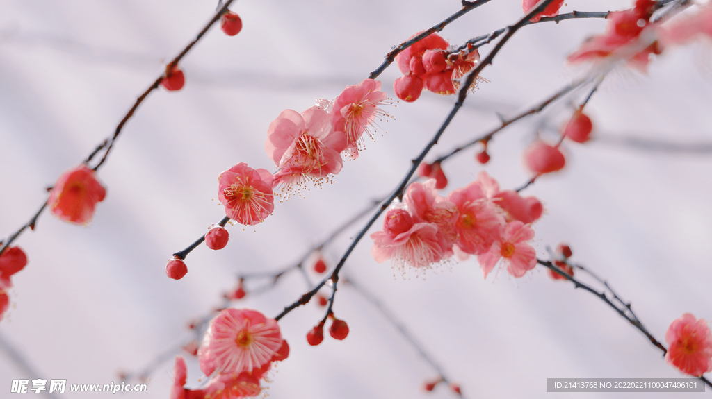 腊梅寒梅梅花 