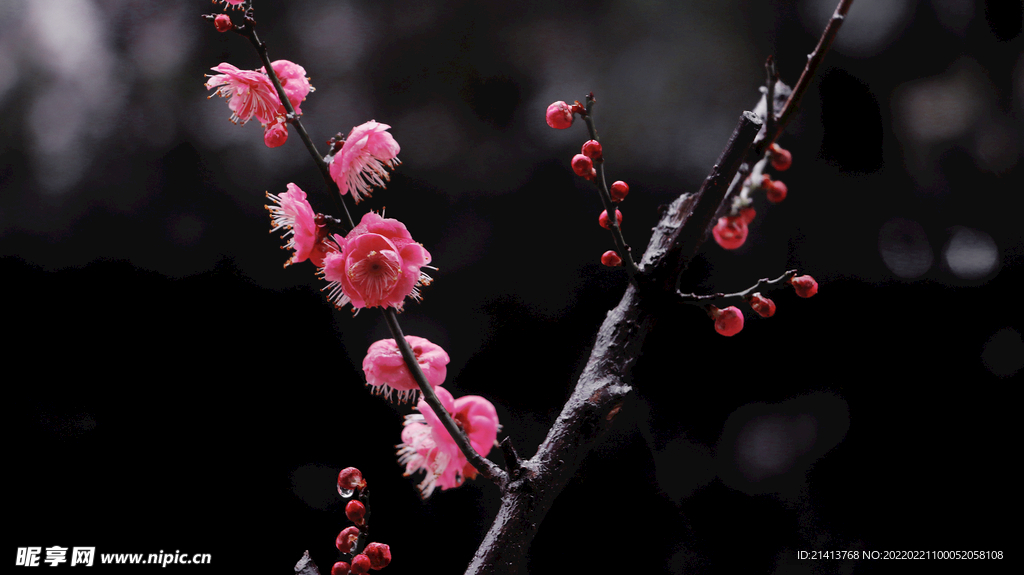 腊梅寒梅梅花