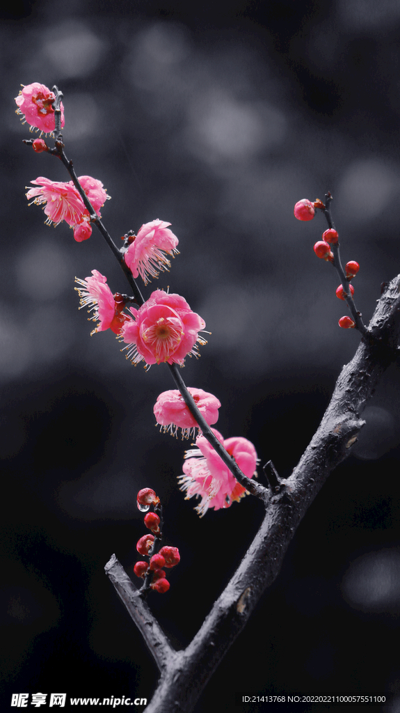腊梅寒梅梅花 