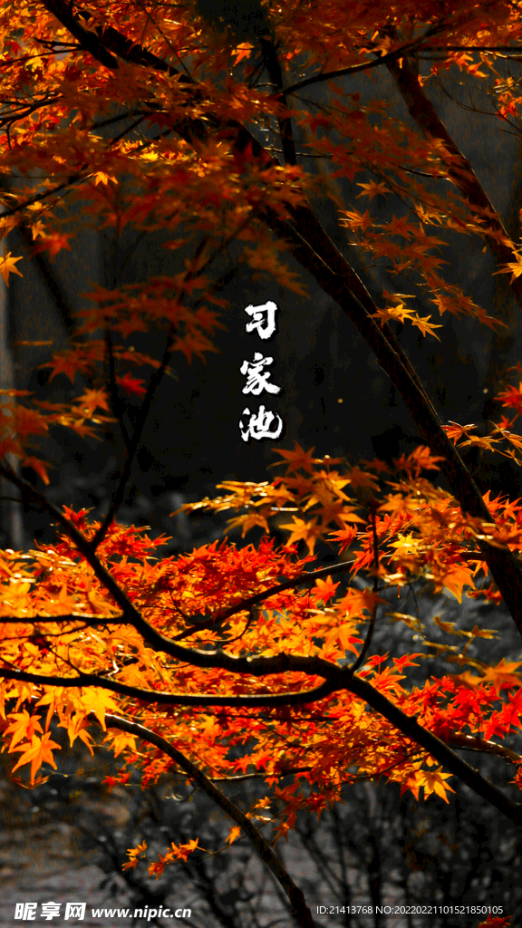 红枫枫树枫叶
