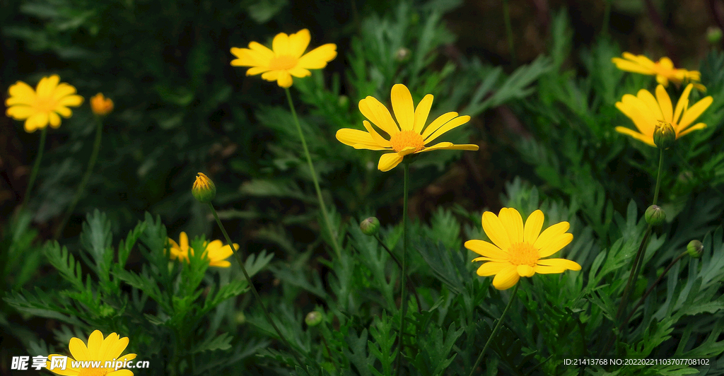 小雏菊菊花 