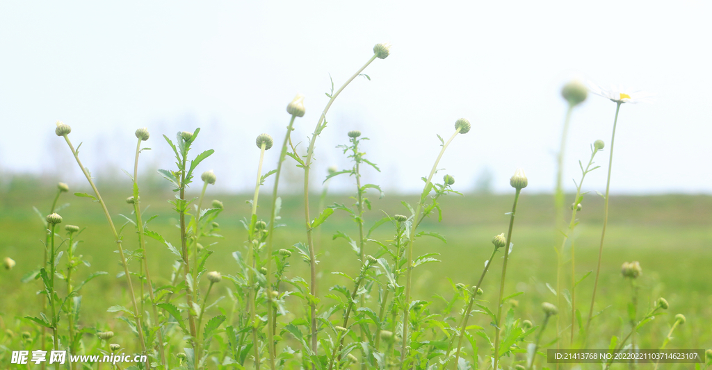 小雏菊菊花 