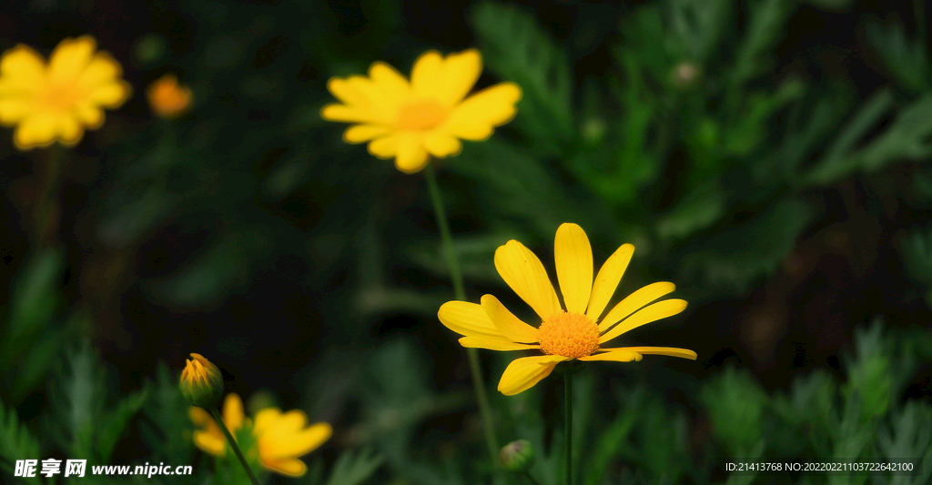小雏菊菊花