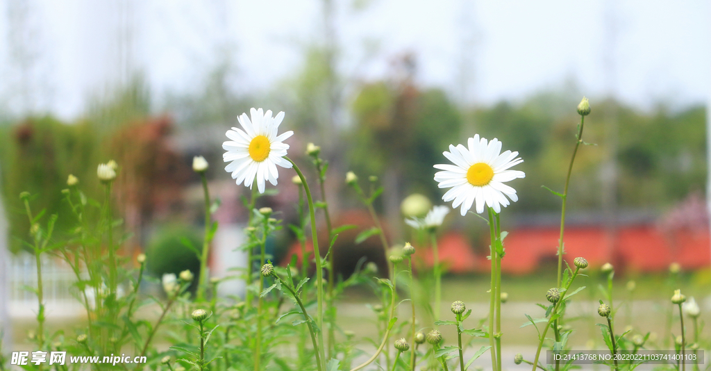 小雏菊菊花 
