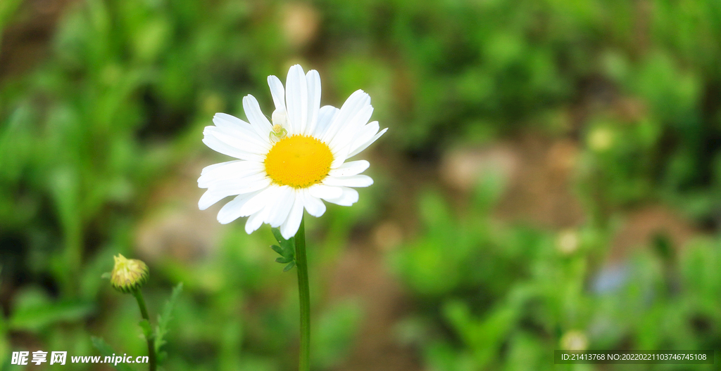 小雏菊菊花 