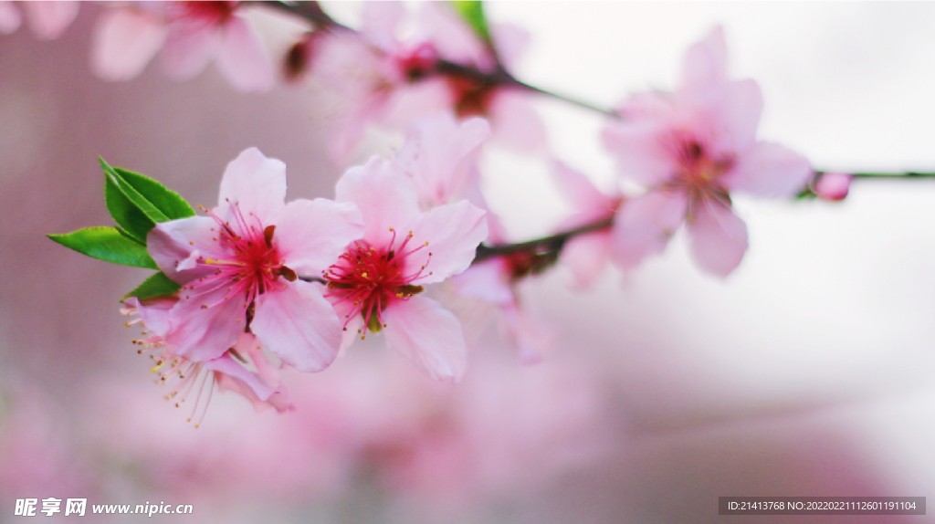 腊梅寒梅梅花 