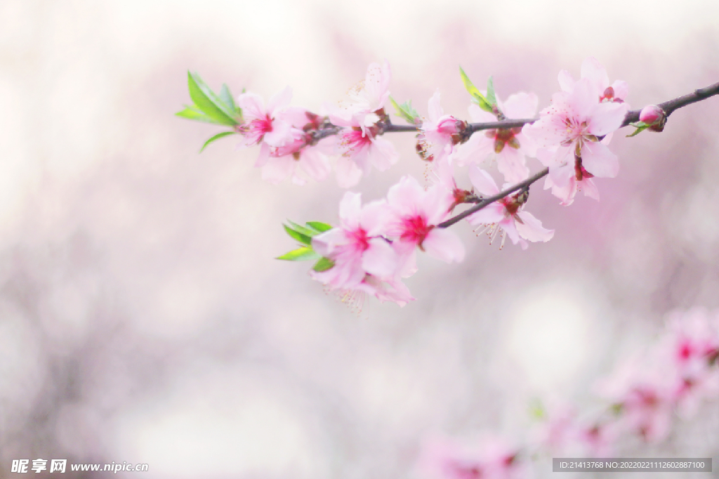 腊梅寒梅梅花 