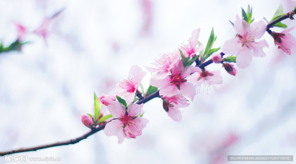 腊梅寒梅梅花 