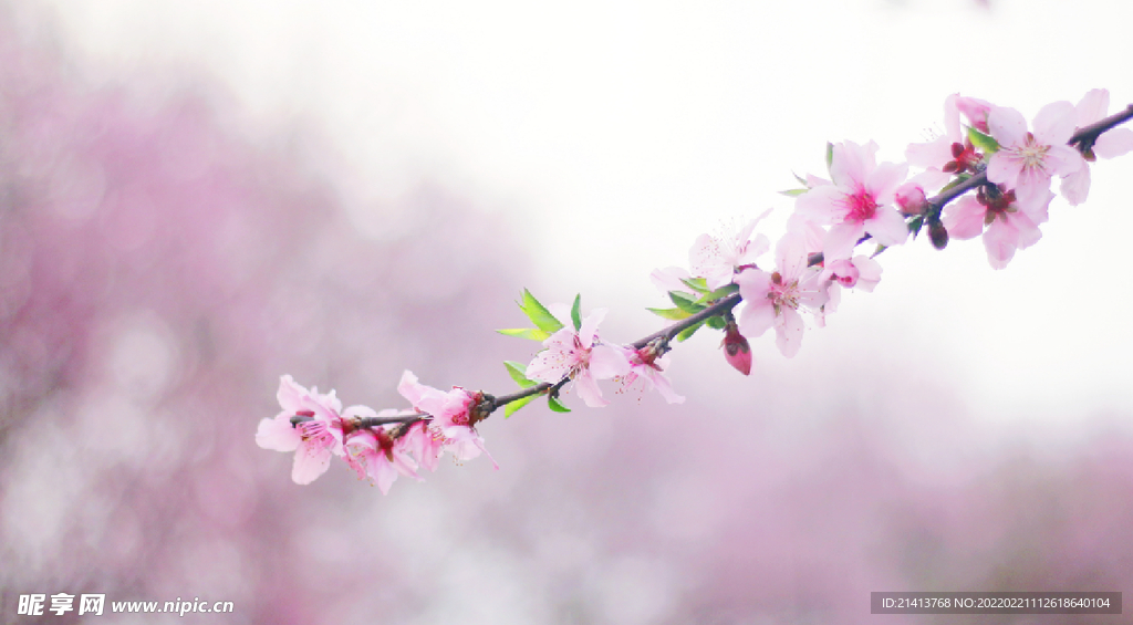 腊梅寒梅梅花 