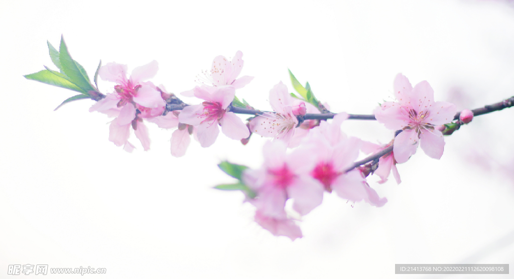 腊梅寒梅梅花