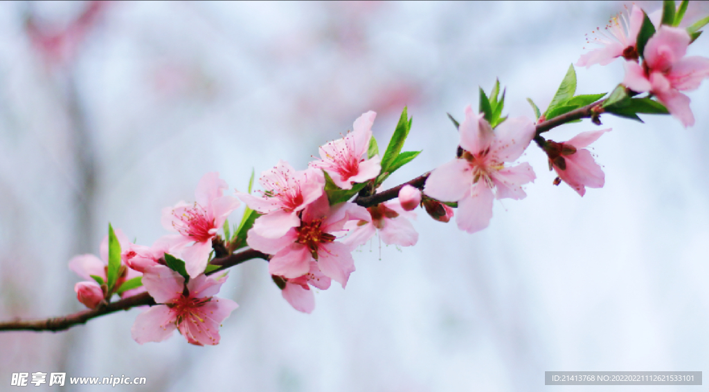 腊梅寒梅梅花