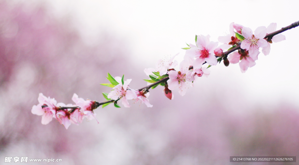 腊梅寒梅梅花