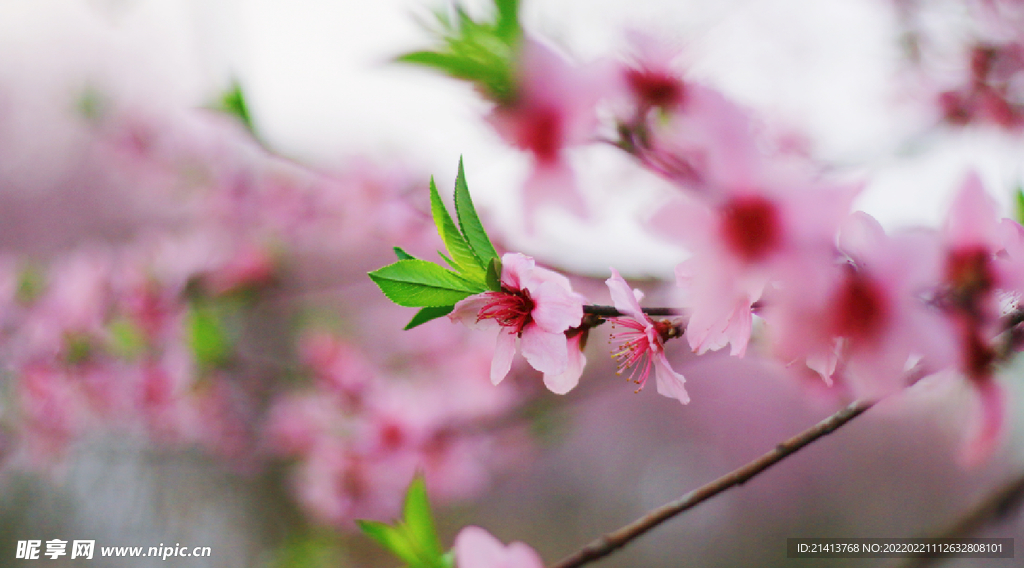 腊梅寒梅梅花