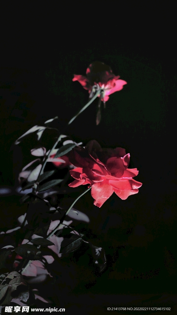 月季花朵花卉