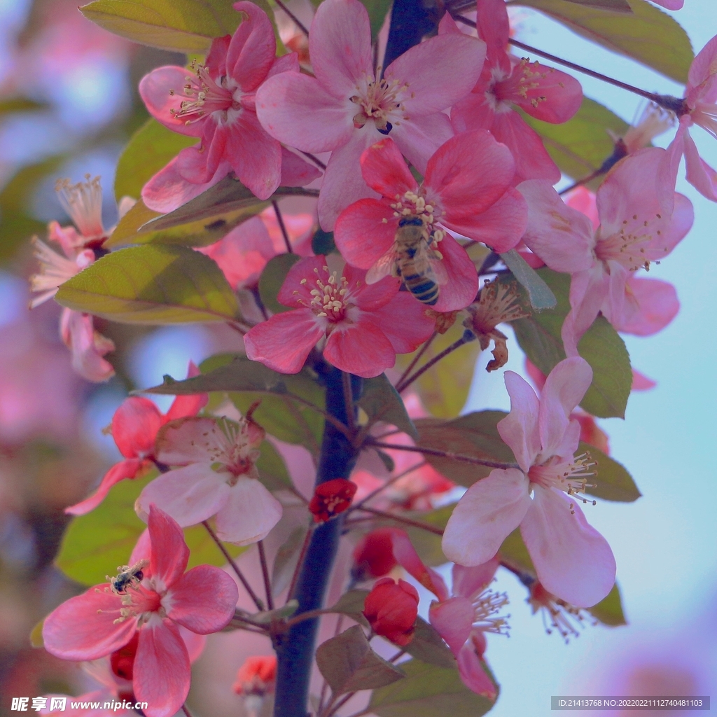 樱花花朵花卉 