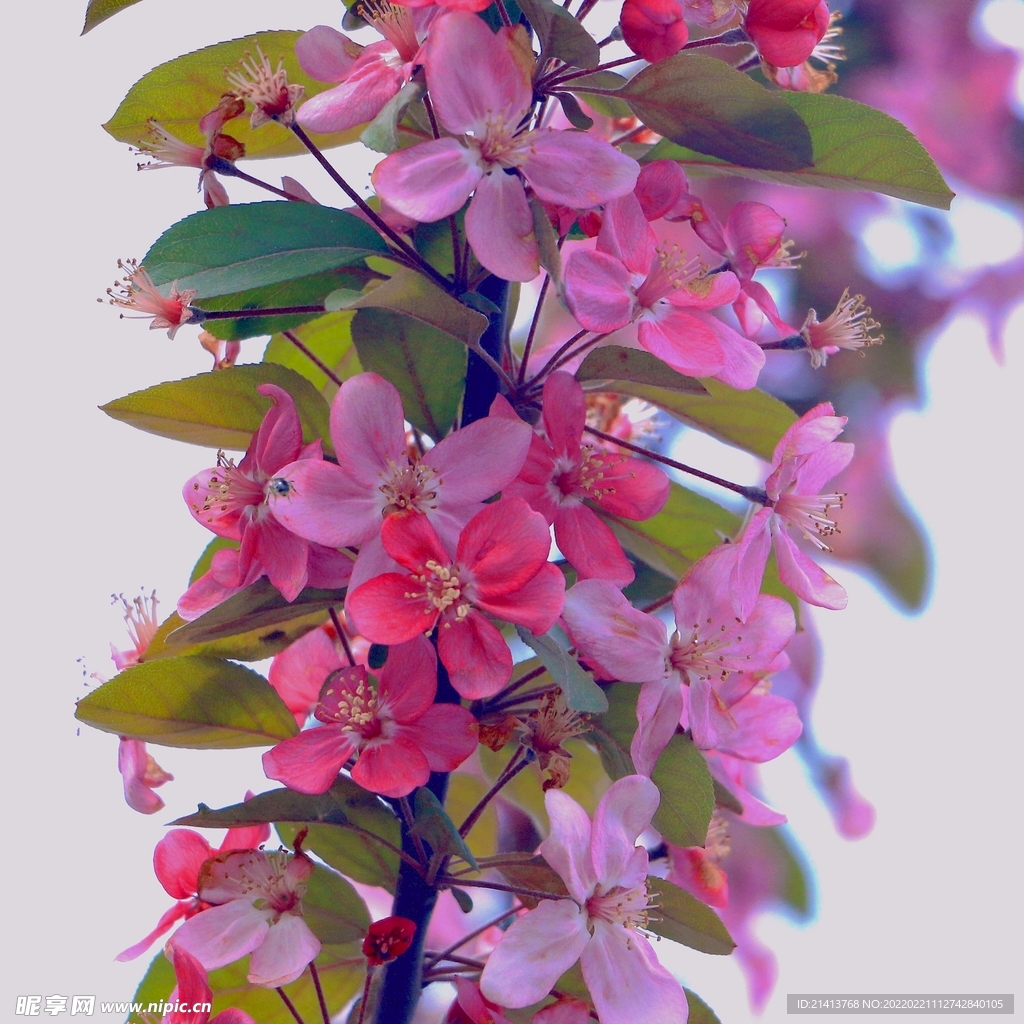 樱花花朵花卉 