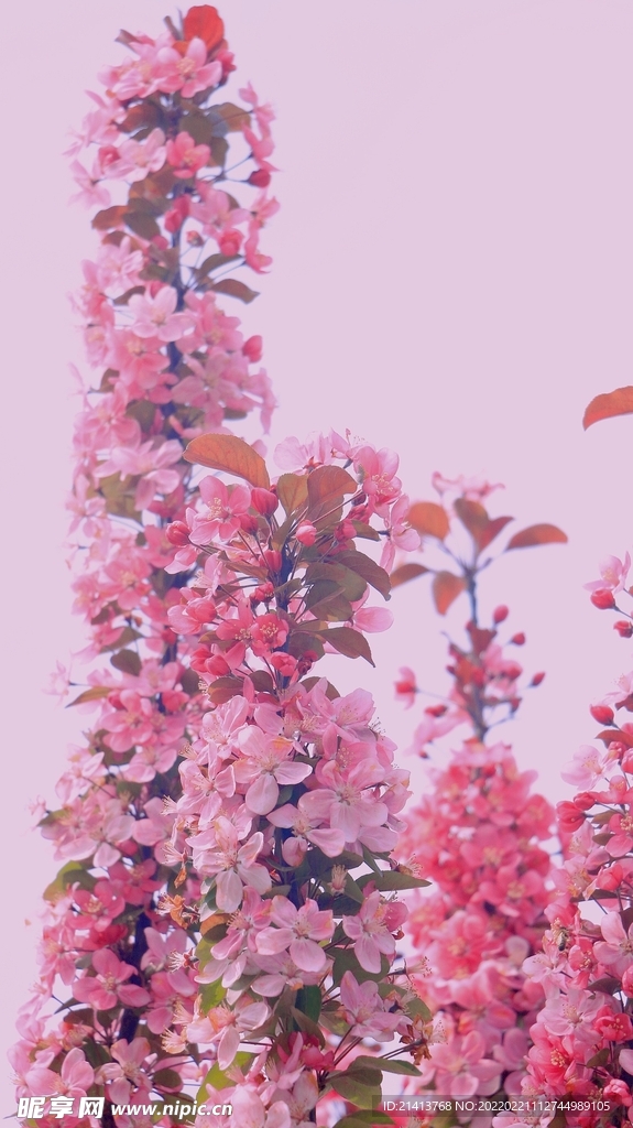 樱花花朵花卉 
