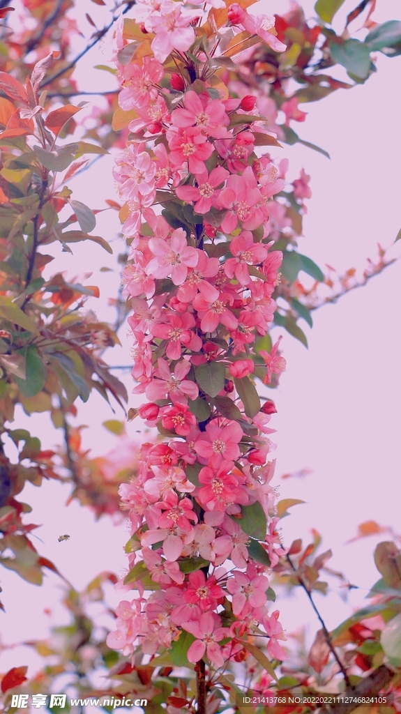 樱花花朵花卉 