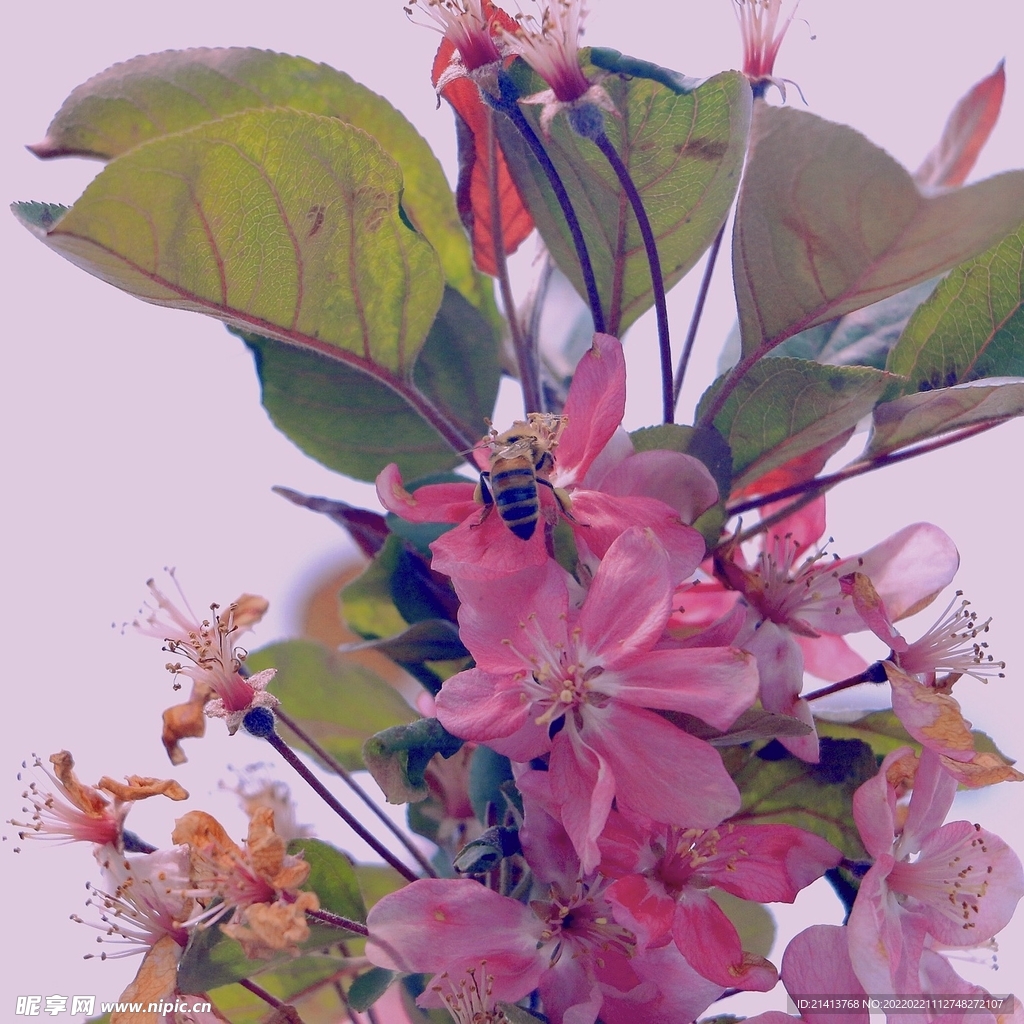樱花花朵花卉