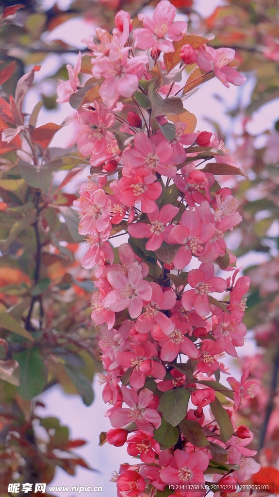 樱花花朵花卉 