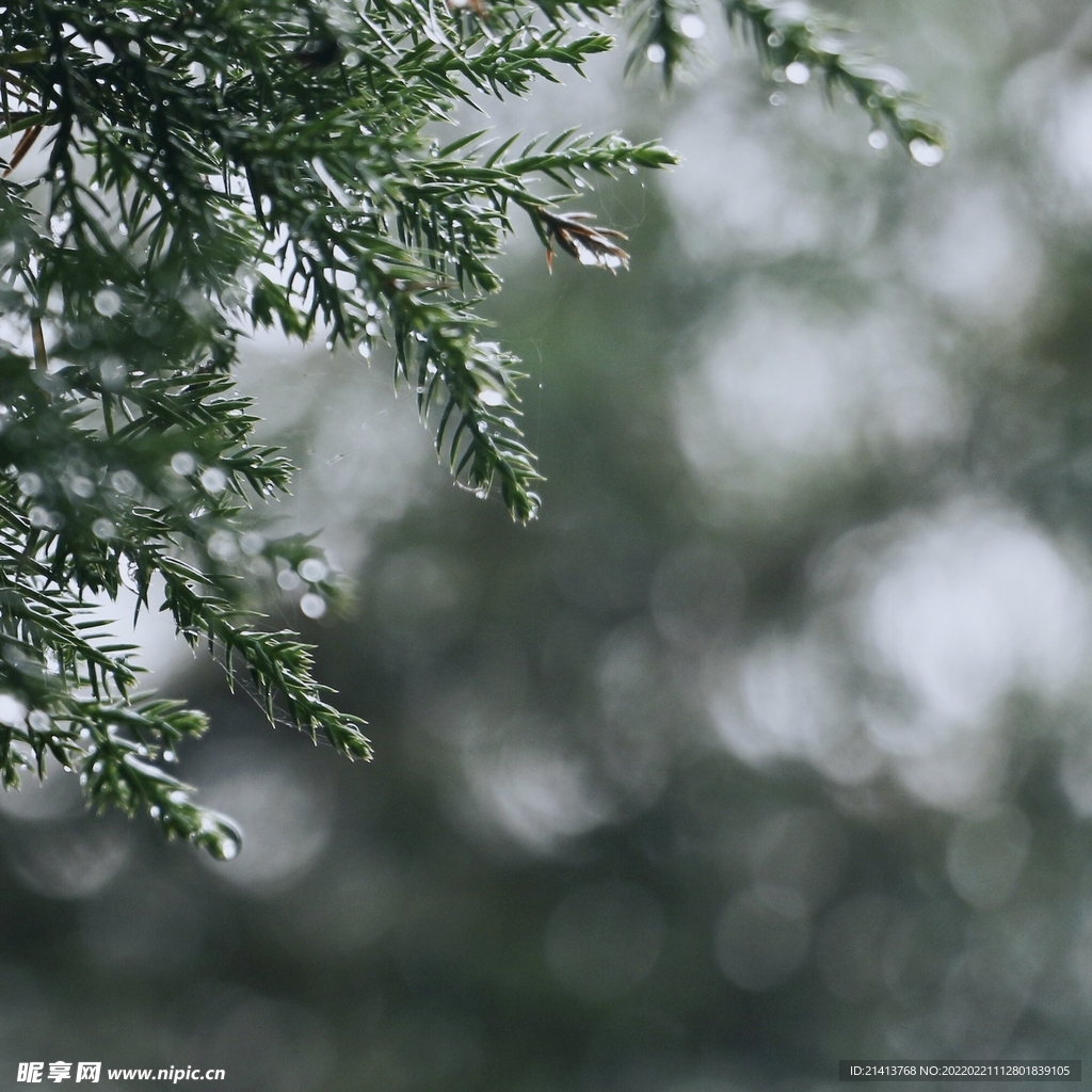 绿植绿叶植物 